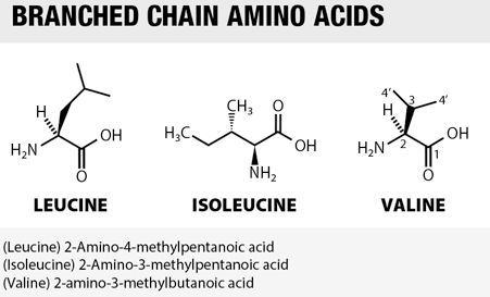 bcaa branched chain amino acids